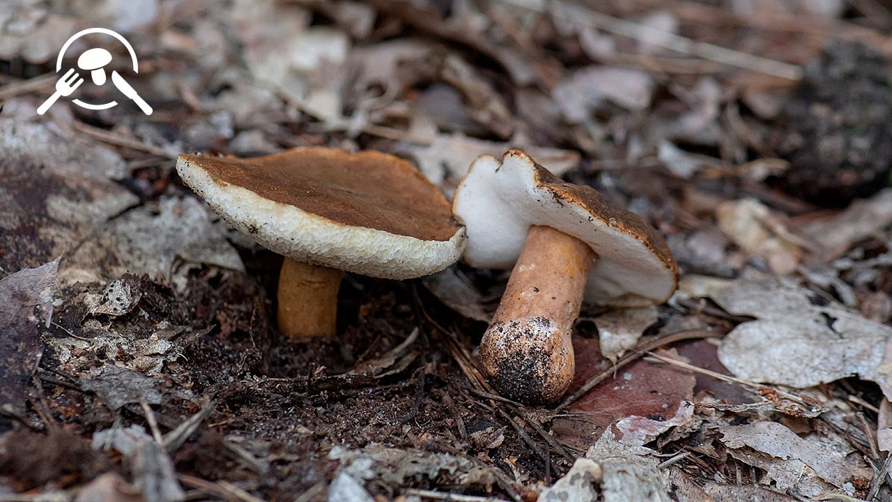 Piaskowiec kasztanowaty (Gyroporus castaneus)