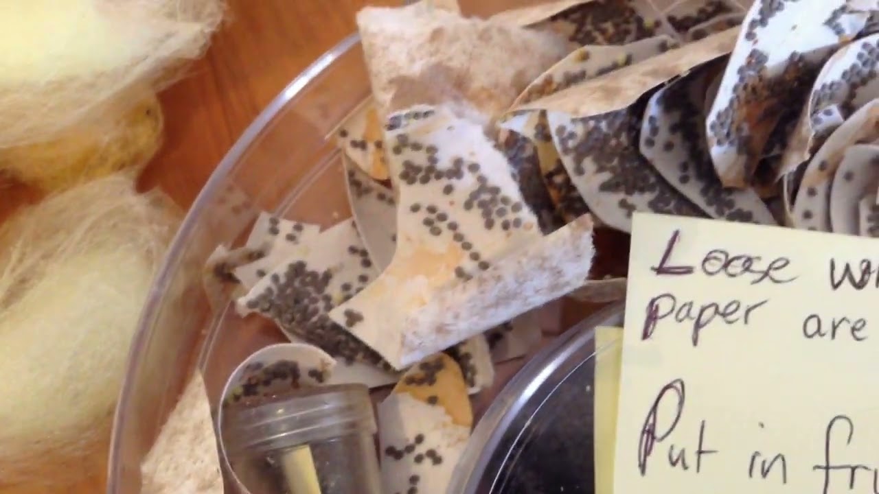 Silkworm eggs go in the fridge
