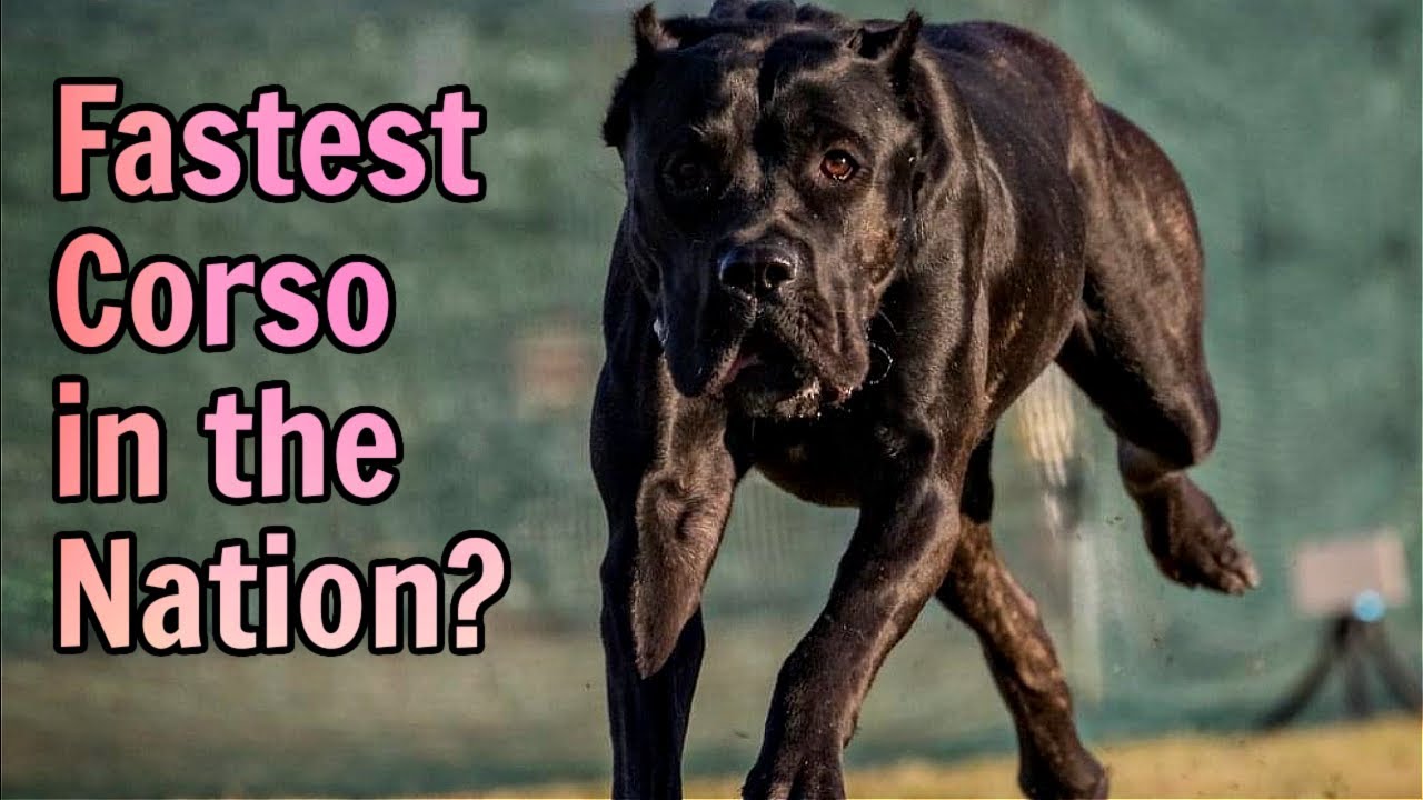 One of the top 5 fastest Cane Corsos in the nation (yes it's a Titan) | Twelve Titans Cane Corso