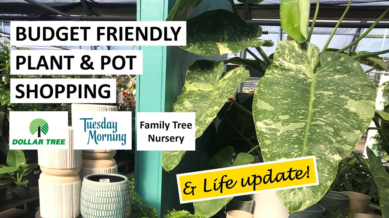 LIFE UPDATE + Casual Plant & Pot Shopping at Dollar Tree, Tuesday Morning, and Family Tree Nursery