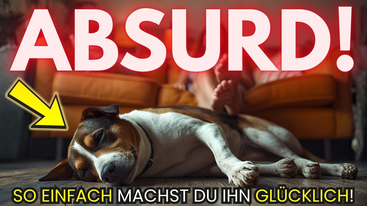 9 Dinge, die Hunde ABSURD glücklich machen!