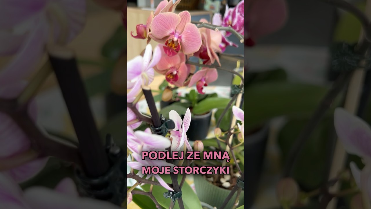 Jak podlewać storczyki #phalaenopsis #storczyki #orchid