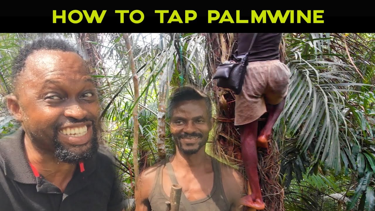 HOW TO TAP PALM WINE #AfricaLocalWine