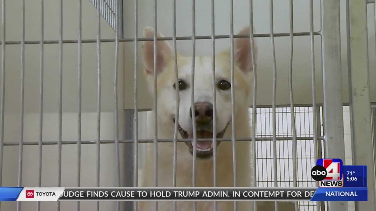 152 dogs rescued from 'extremely poor' conditions in Ogden home