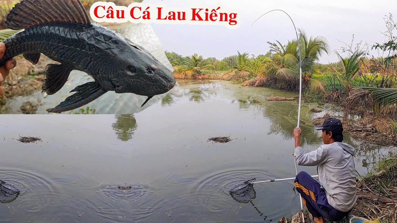 Câu Cá Lau Kiếng , Cá Này Câu Đã Tay Lắm Kéo Cá Cực Phê Không Tin Thử Thi Biết