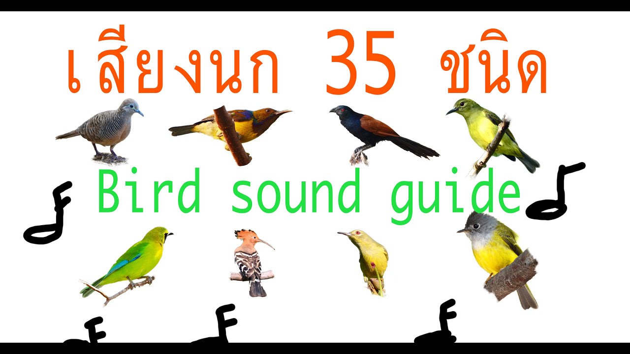 คู่มือเรียนรู้เสียงนก35ชนิด Birds sound guide