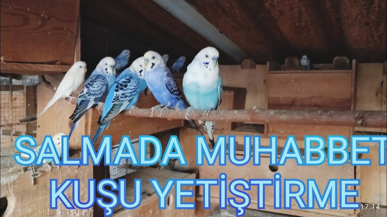 SALMADA MUHABBET KUŞU NASIL YETİSTİRİLİR...#muhabbetkuşu #salma