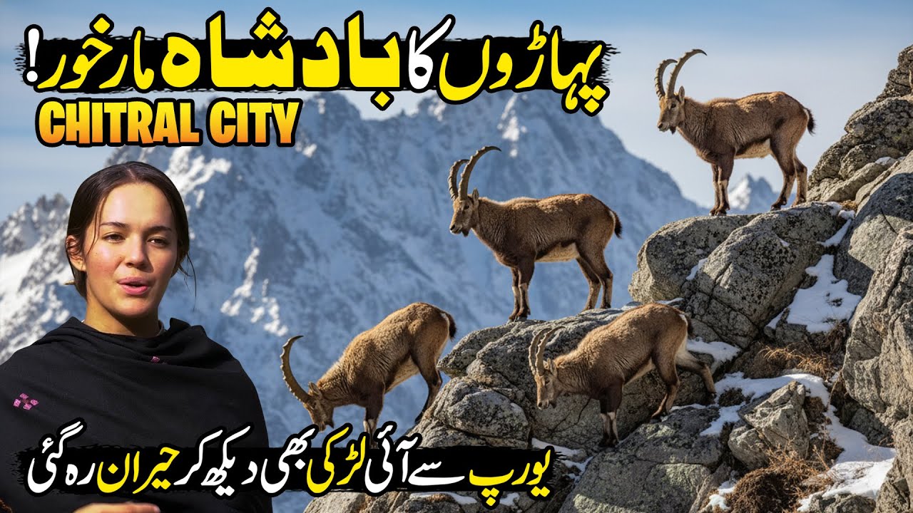 Foreign Tourists Amazed by Pakistan&rsquo;s Beauty | Hidden Markhor Point in Chitral | Discover Pakistan