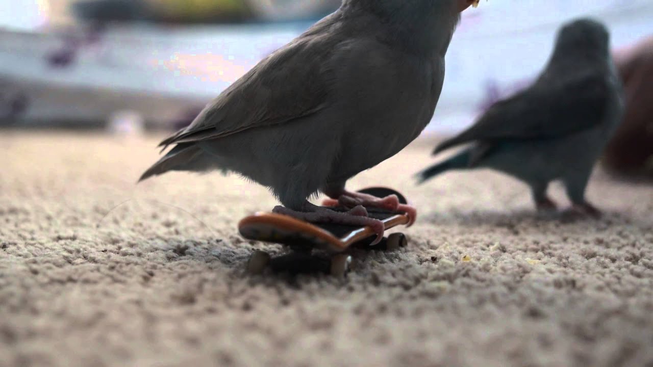 Parrotlet Skateboard Training session 1