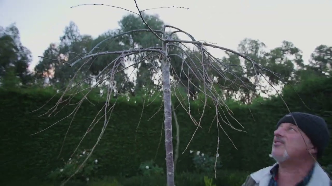How To Prune Weeping Cherry Trees