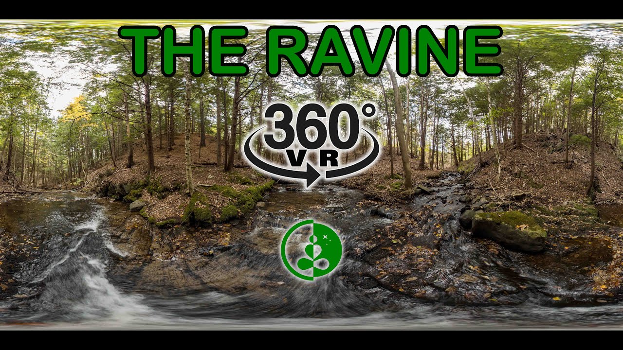 THE RAVINE - A 360 VR Nature Experience | Relax and Reconnect