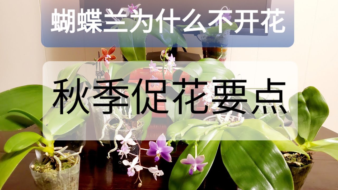 蝴蝶兰为什么不开花及秋季促花要点
