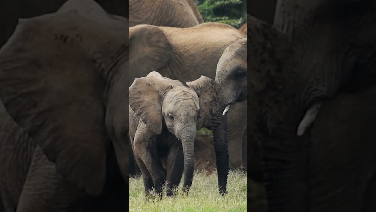 Los elefantes tienen 4 rodillas. #shorts #short #viral #elefante #mam&iacute;feros #paquidermos #animales