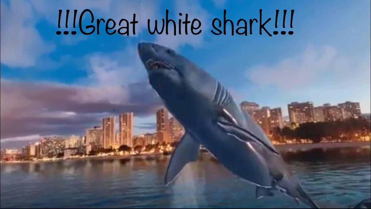 Real VR fishing - Catching a Great White Shark US West on Oculus Quest