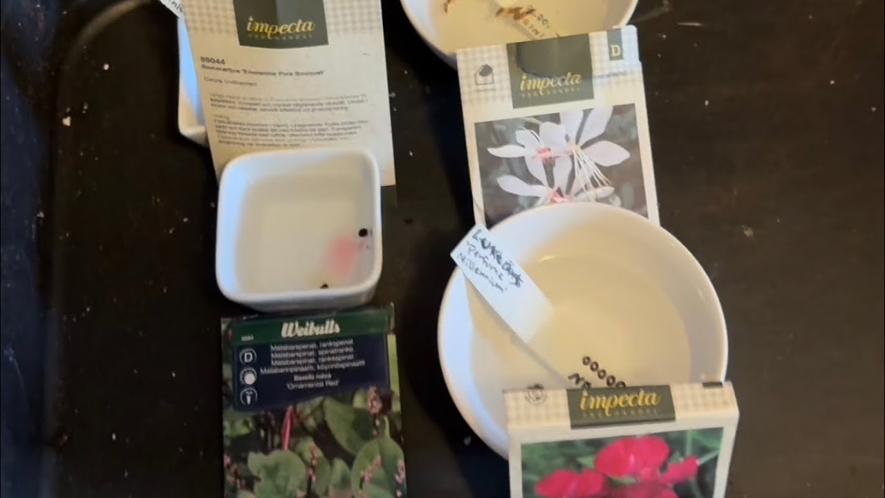 Planterar om chili! Sår februarisådden med grönsaker och sommarblommor!