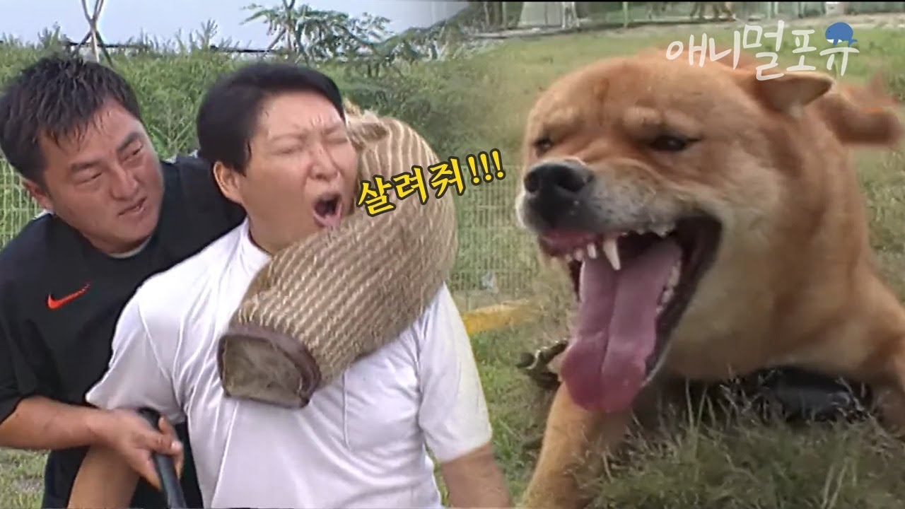 우리나라 진돗개의 충성심이 돋보이는 한&bull;중&bull;일 국견 충성심 테스트💥(역시 진돗개가 최고,,) l KBS 주주클럽 050904 방송