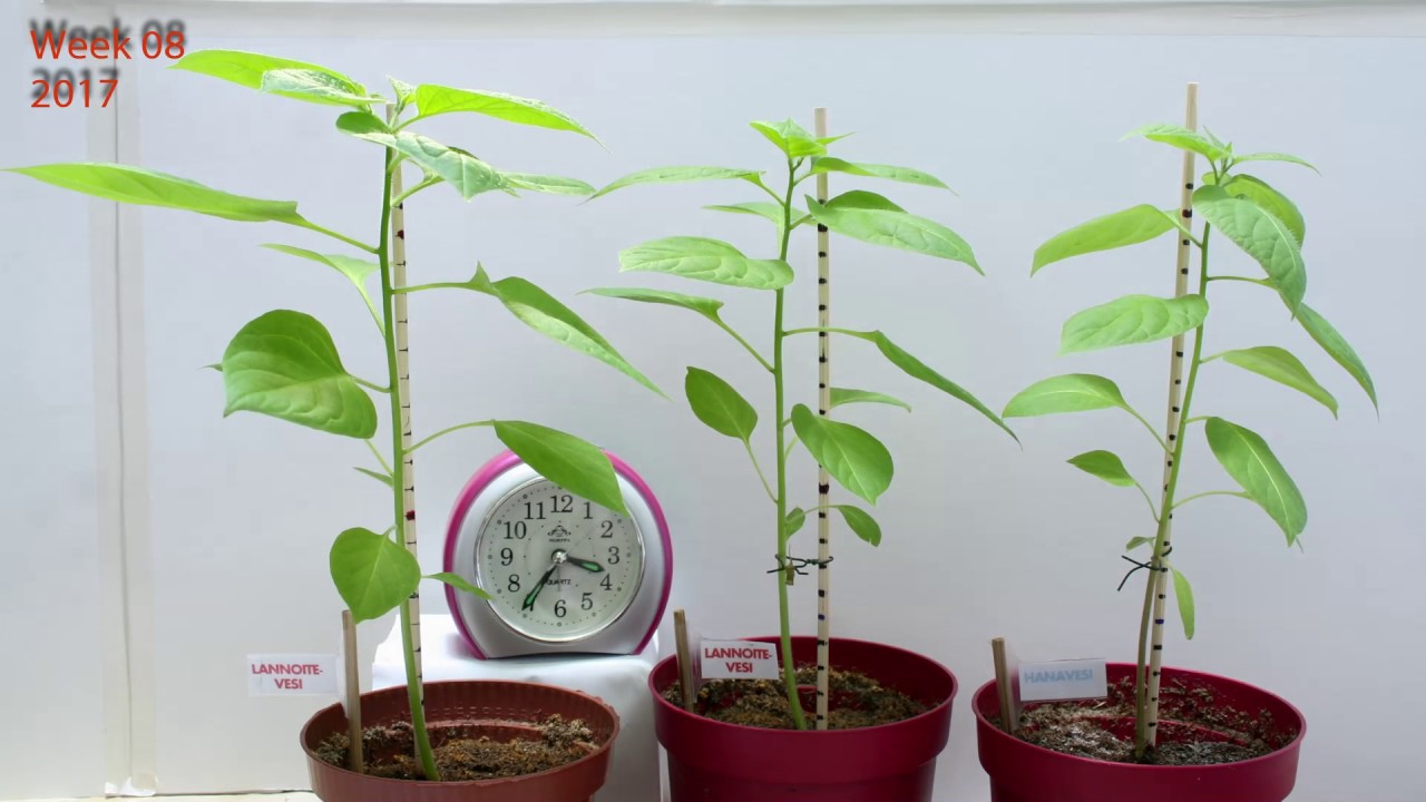 Time lapse: Limited fertilizer testing, Capsicum Pubescens Chili/Chilli