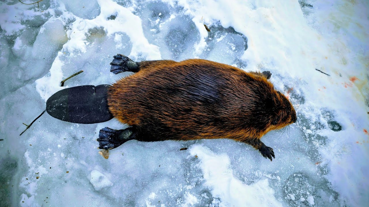 We Pulled One Huge Beaver Out Of This Old Beaver Lodge