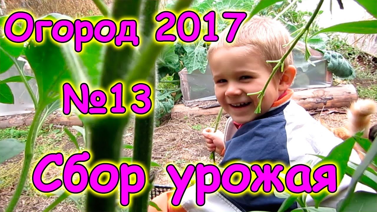 Огород 2017г. - сбор урожая, конец сезона. (09.17г.) Семья Бровченко.