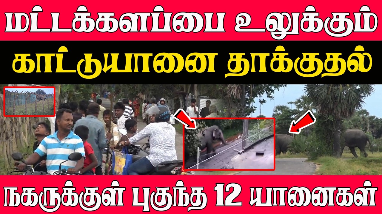 மட்டக்களப்பை உலுக்கும் காட்டுயானை தாக்குதல்! நகருக்குள் புகுந்த 12 யானைகள் | Breaking News