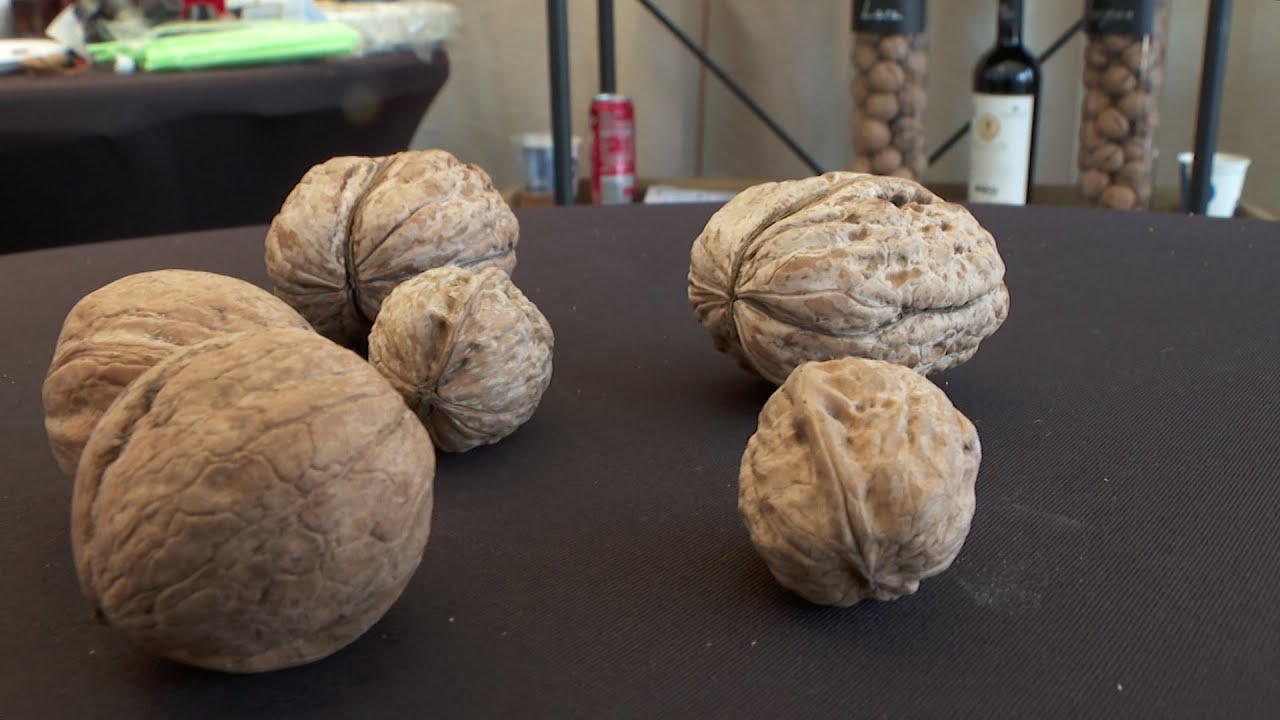 4 Agro, ofertă atractivă de semințe, nuci altoiți și fertilizanți
