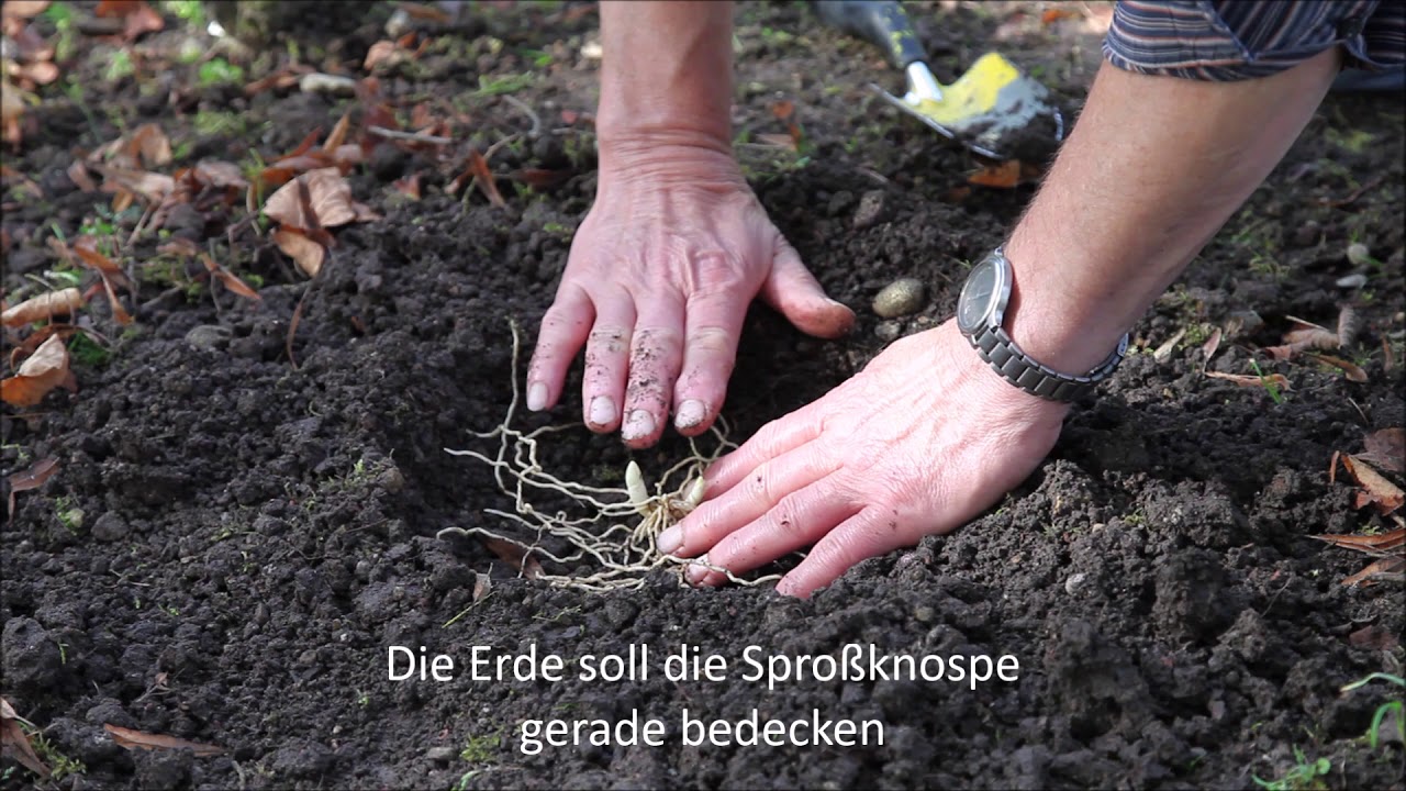 Das Pflanzen von winterharten Frauenschuh-Orchideen (HD)