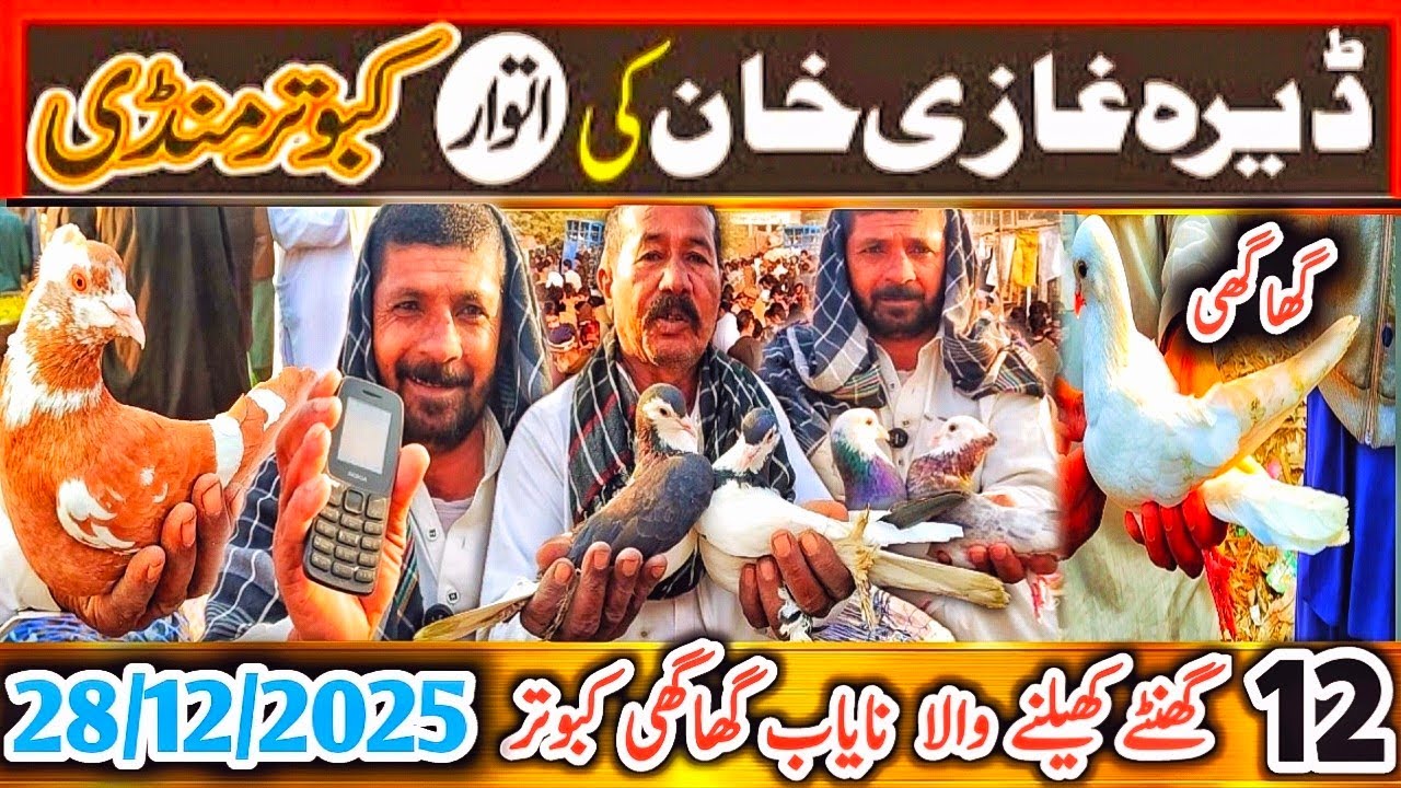 Kabootar Mandi | DGKhan Update 8th Vlog | DGKhan Mandi | Chacha IQBAL Kay Pass Nayab GhaGhi Kabooter