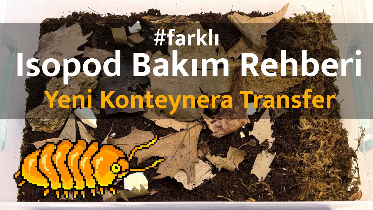 #farklı | Isopod Bakım Rehberi | Part 4 | Yeni Konteynera Transfer
