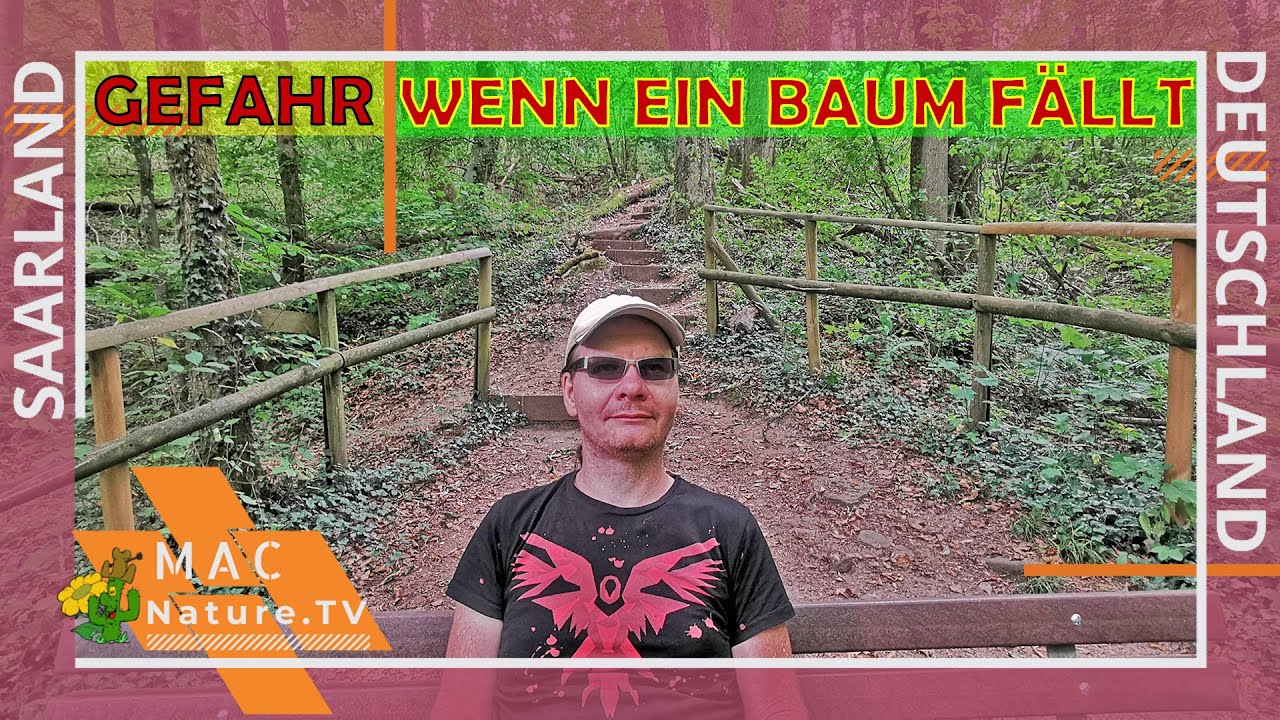 Traumschleife - Schluchtenpfad Losheim
