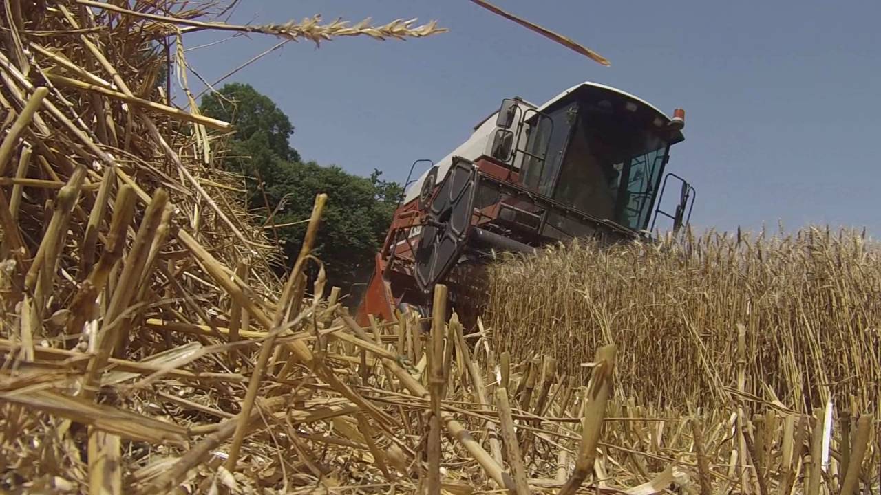 [GoPro & Sony] Moisson du blé 2016 ! Massey Ferguson / L521 / Leboulch !