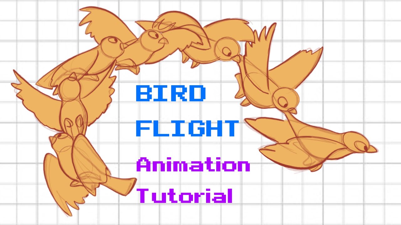 Bird Flight Animation Tutorial