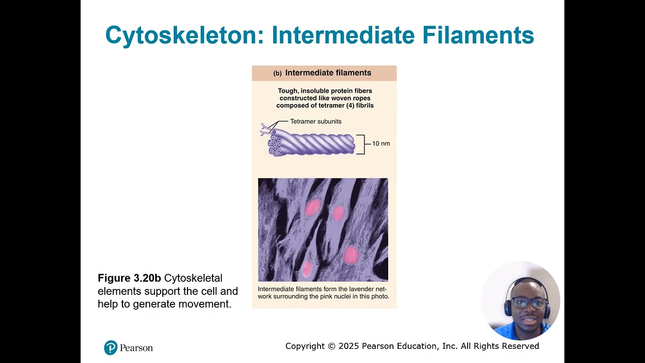 Cytoskeleton Explained