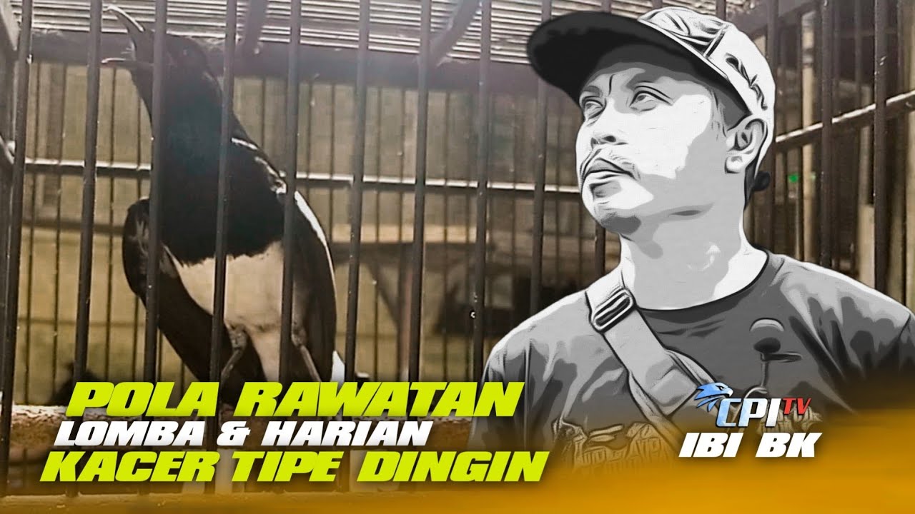 IBI BANDAR KACER : POLA RAWATAN KACER TIPE DINGIN HARIAN DAN LOMBA.