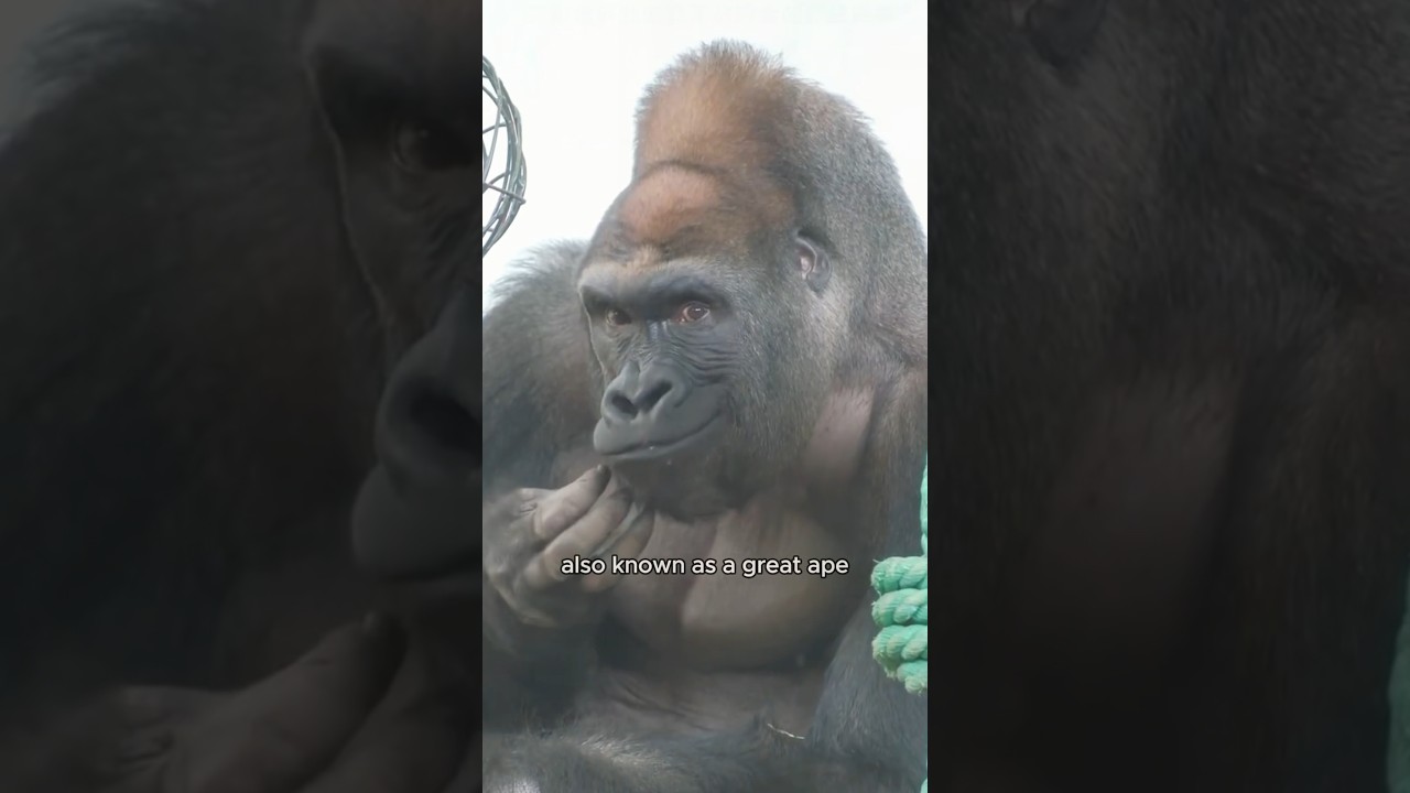 The biggest gorilla #animals #shortvideo #shorts #amazing
