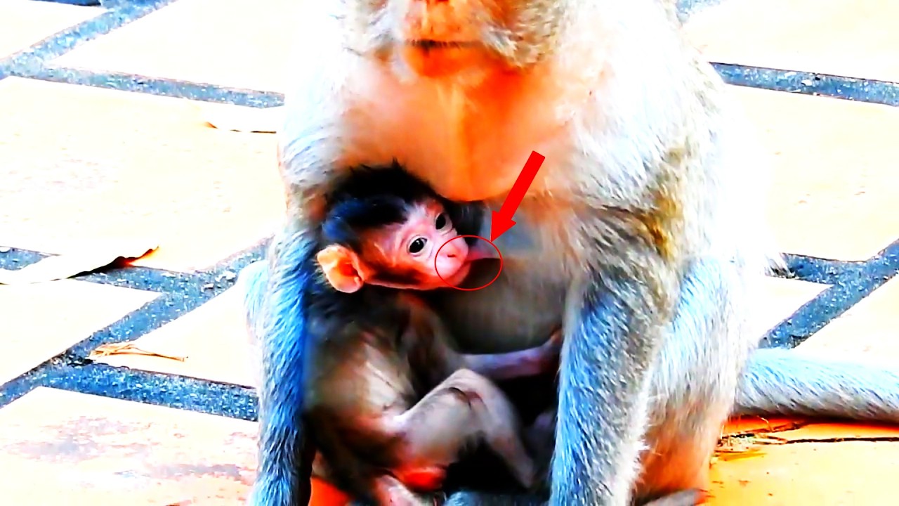 Oh my god... ole MaMa, the newborn baby monkey is happily drinking its mother's milk.