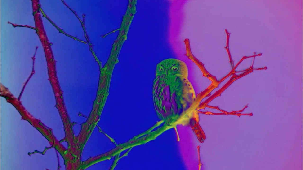 Dungen - Achmed flyger (Official Video)