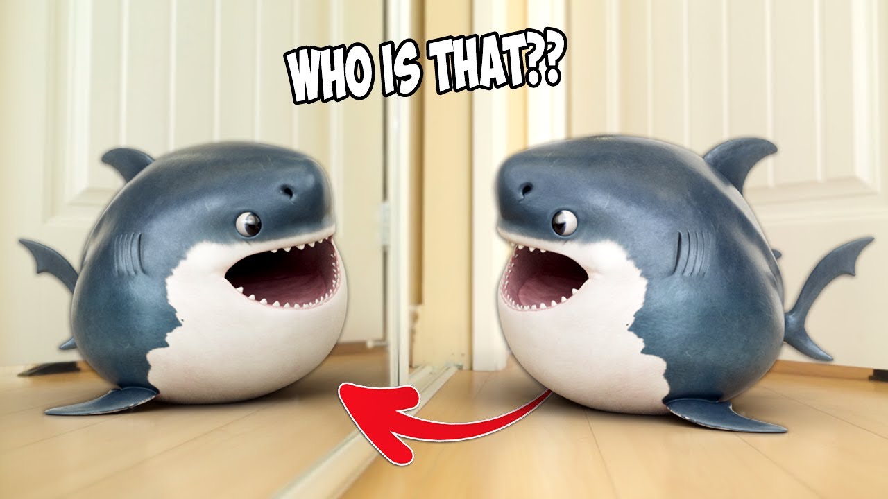 Adorable Baby Shark Sees His Reflection for the First Time – You Won't Believe His Reaction!