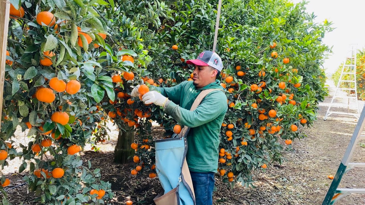 EN ESTE TRABAJO SE PUEDE LLEGAR A GANAR $250dlls POR DÍA / TRABAJOS POR CONTRATO EN USA