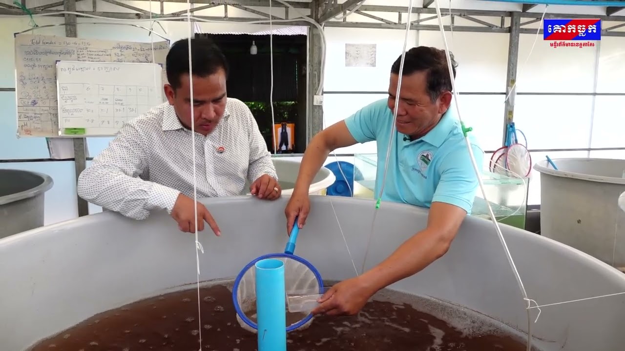 បទយកការណ៍៖« មាសប្រាក់ក្នុងទឹក » ជោគជ័យ នៃរបរភ្ញាស់កូននិងចិញ្ជឹមបង្កង នៅស្រុកអង្គរបូរី