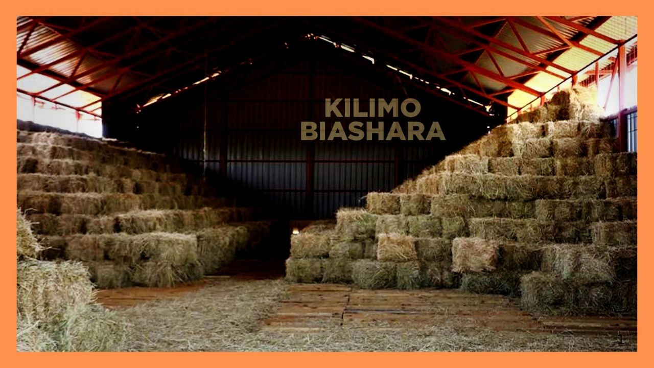 Kilimo biashara: Wakulima Baringo wakuza nyasi kavu, hifadhi mbegu na kupunguza hasara