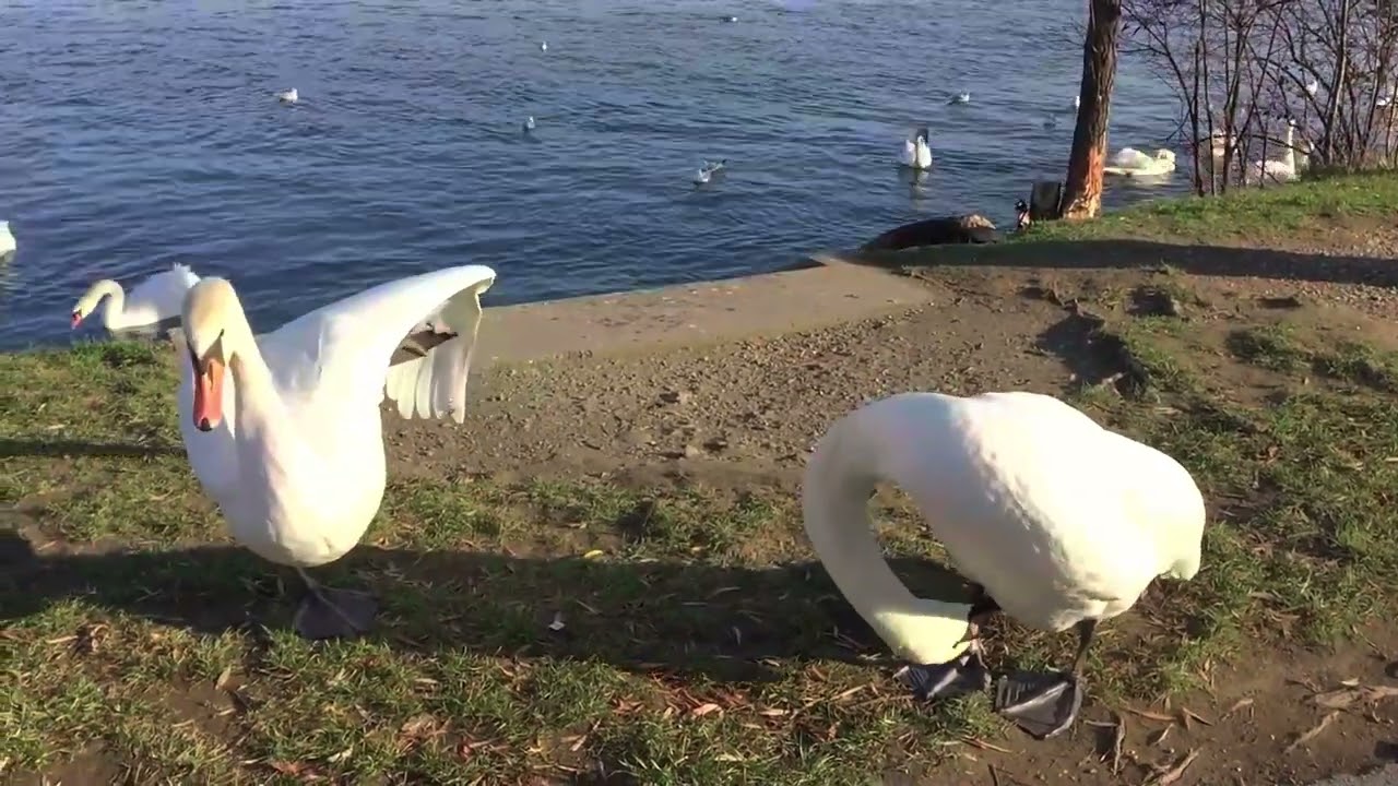 1 Hour of Swan Sounds - Full HD