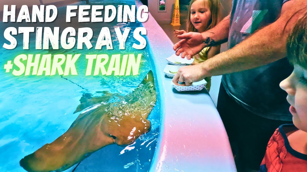 Downtown Aquarium | Stingrays | Shark Train