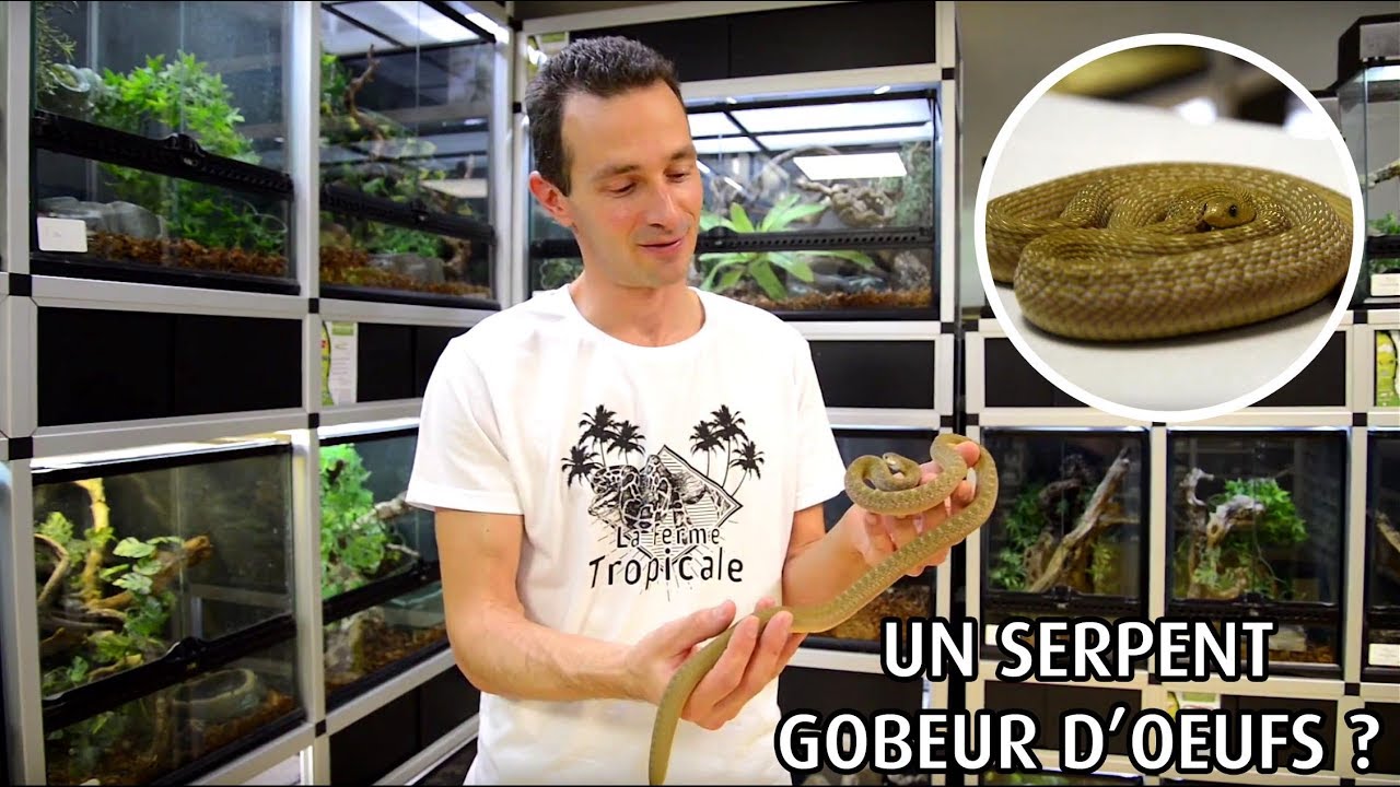 Les Chroniques de La Ferme Tropicale - &Eacute;p. 6 - Serpent gobeur d'oeufs