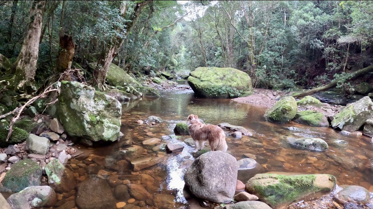 Gone Bush 1: Exploring a remote and wild little stretch of river in subtropical rainforest