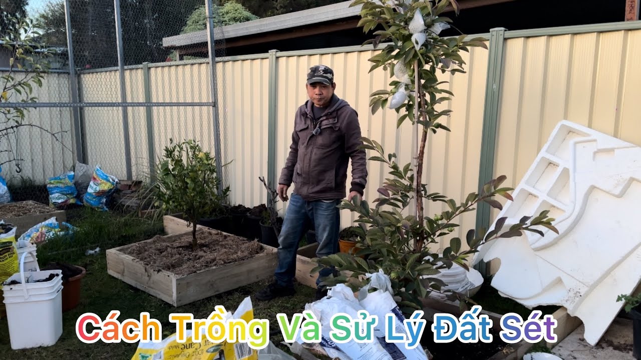 CÁCH TRỒNG VÀ SỬ LÝ ĐẤT SÉT GIÚP CÂY RA NHIỀU RỂ