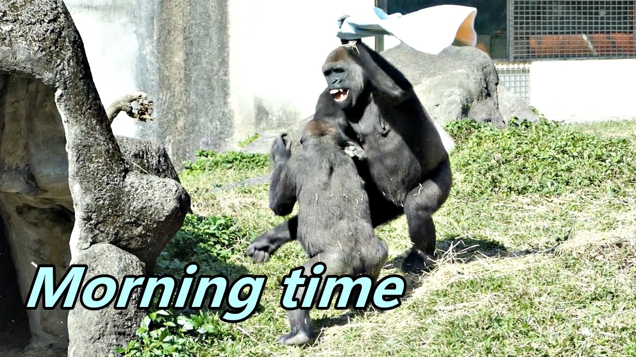 D'jeeco family's morning time / 迪亞哥家族的早晨