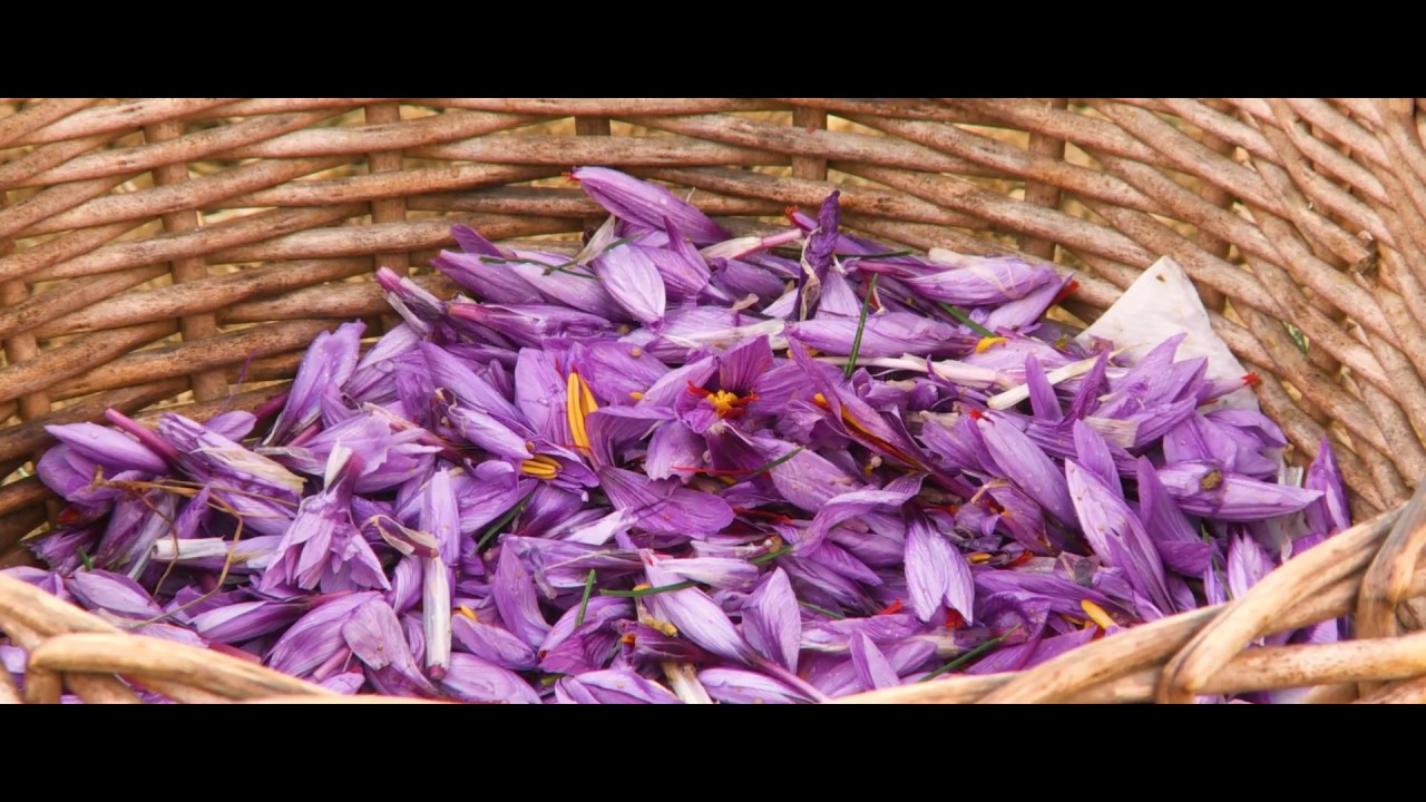Saffron from San Gimignano - a food and wine tour in Tuscany