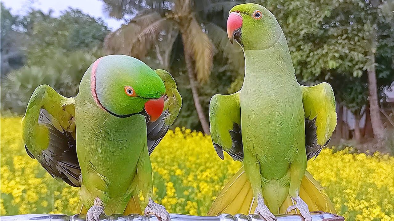 Funny Parrot Talking Mithu Mithu