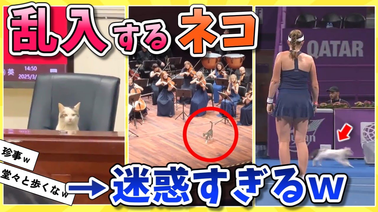 【2ch動物スレ】【ネコ珍事件】色んな場所に乱入してくるネコｗｗｗ