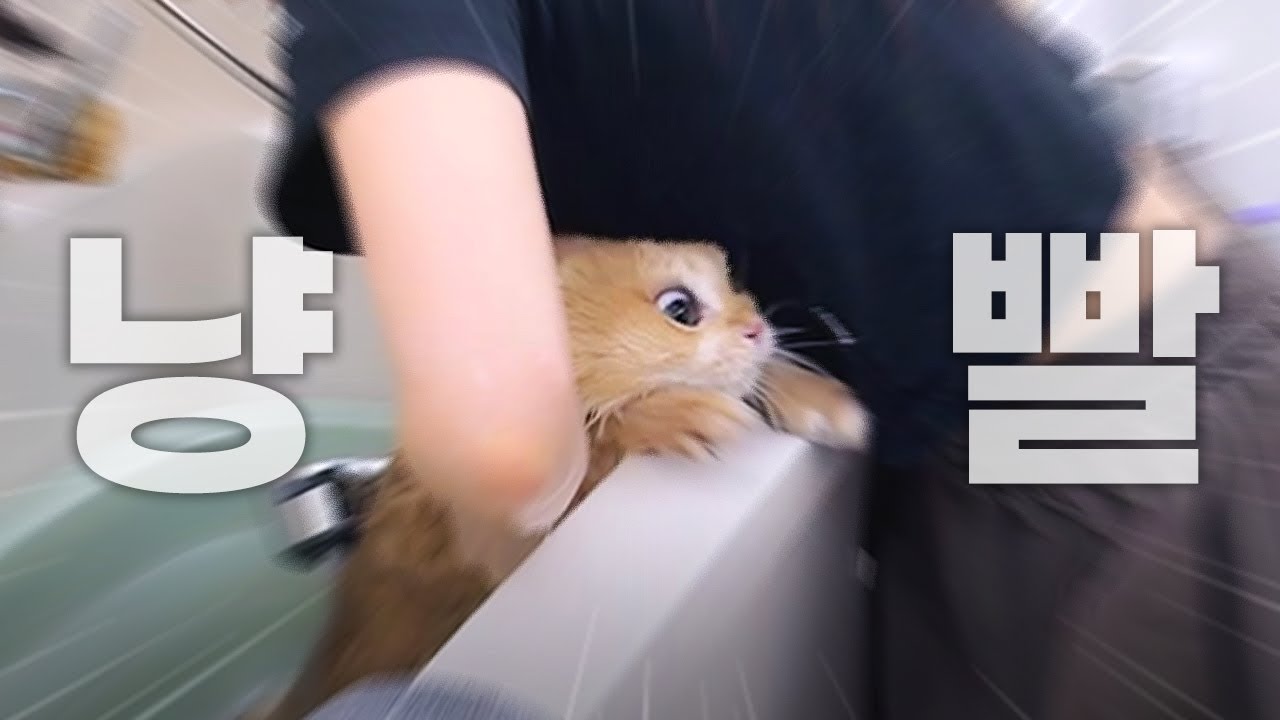 아기고양이 묘생 최대 위기